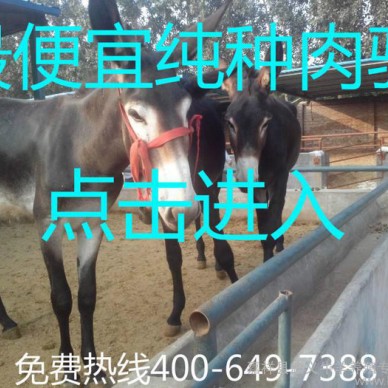 肉驴,肉驴价格,肉驴德州驴养殖