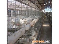 鸡笼厂2019新型肉鸡笼育雏笼鸽子笼兔子笼鸡笼批发价格公道