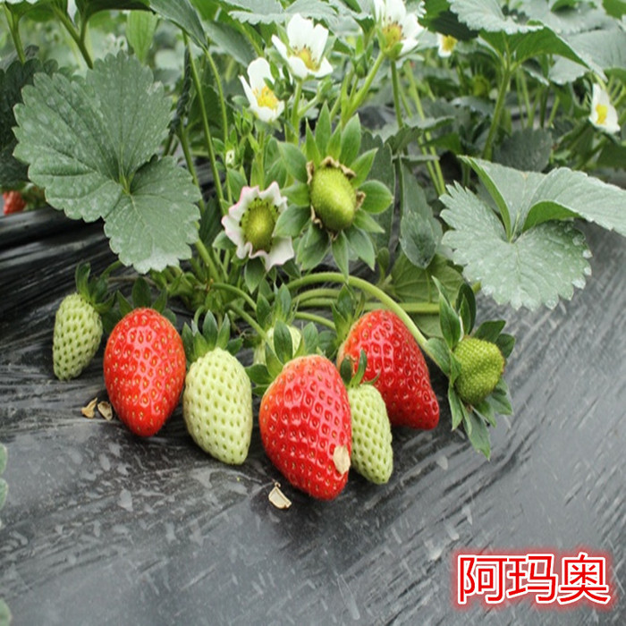 幸香草莓苗_草莓种苗_草莓生产苗_穴盘草莓苗_裸根草莓苗_草莓苗批发_草莓苗价格_草莓苗价钱