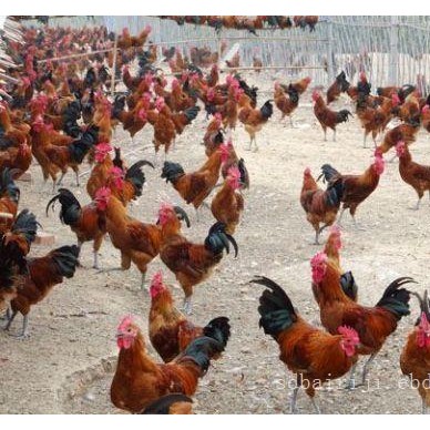 厂家现货销售黄羽绿壳鸡