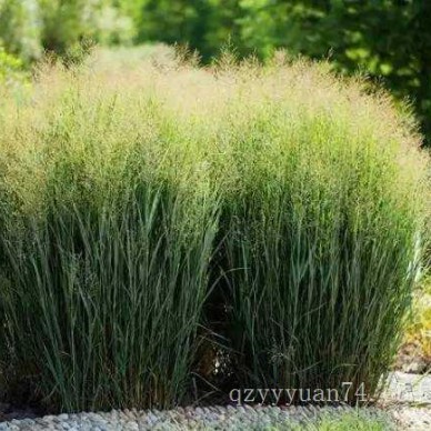 彩叶柳枝稷品种全/彩叶柳枝稷种植基地/彩叶柳枝稷哪里有