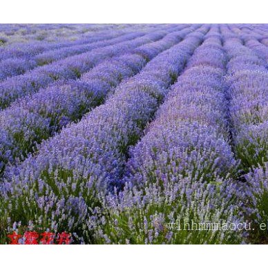 薰衣草供应商-想买有品质的薰衣草，就到文霖花卉苗木