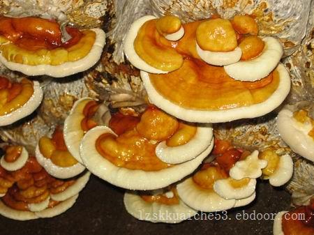 灵芝切片种植_品牌好的灵芝厂家直销