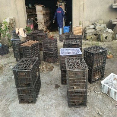 肉兔比利时野兔适合散养杂交野兔养殖