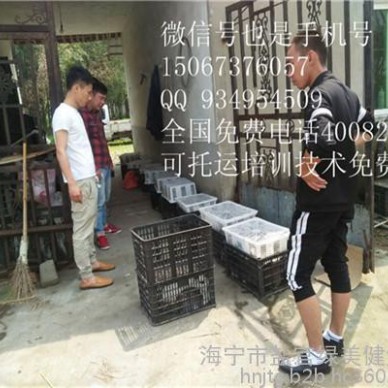 清远兔子养殖基地经济动物销售商