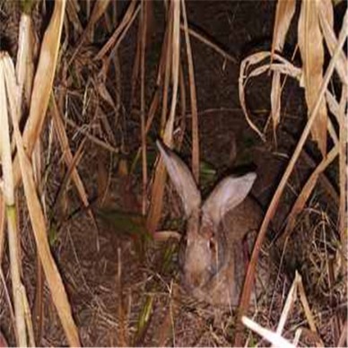 养殖好销售无风险食草动物野兔比利时杂交野兔肉兔供应批发