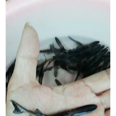 港兴水产 鸭嘴鱼投放水温几度合适