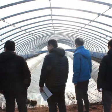 蟾蜍养殖的喂食技术蟾衣蟾王酥采集技术