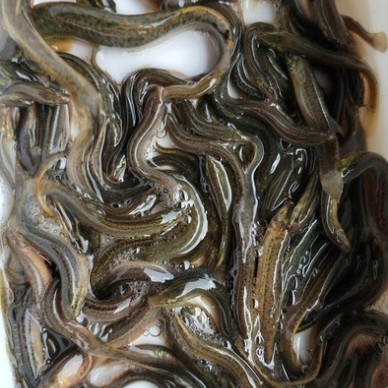 全国发货 台湾泥鳅全雄泥鳅苗抗病能力强易生长快长大