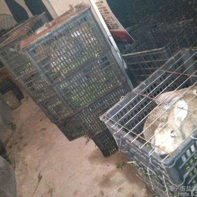 杂交野兔养殖基地养殖基地