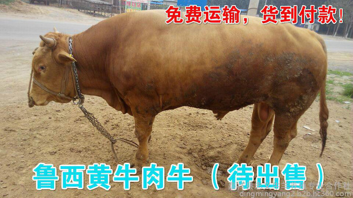供应优质鲁西黄牛 鲁西黄牛 牛犊鲁西黄牛 黄牛报价