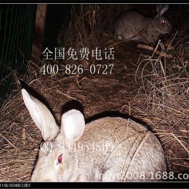 郴州宜章杂交野兔养殖基地养殖技术学习