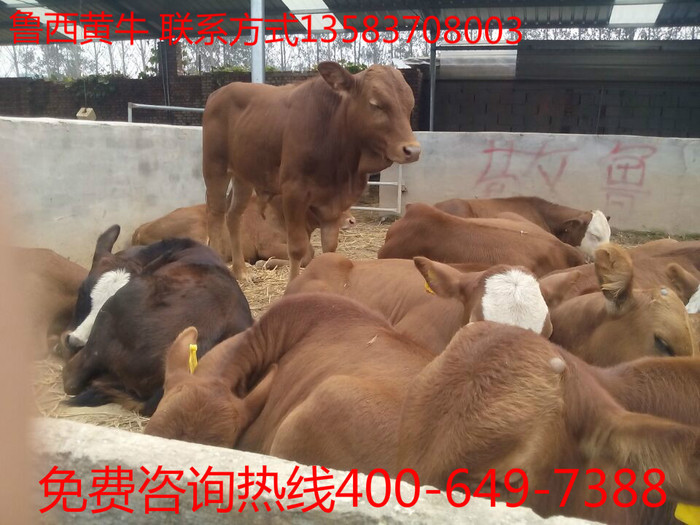 供应南阳黄牛 黄牛犊价格  南阳黄牛 长势