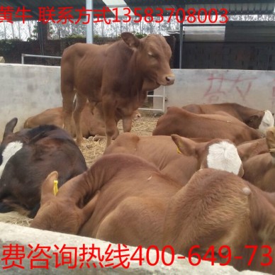 供应南阳黄牛 黄牛犊价格  南阳黄牛 长势