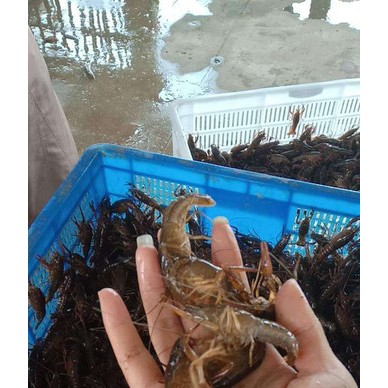 龙虾1 小龙虾养殖