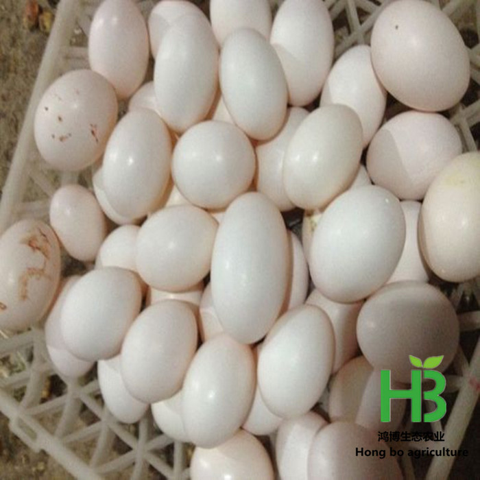 新鲜鸽子蛋的销售价格 出售新鲜的鸽子蛋 鸽子蛋的价格