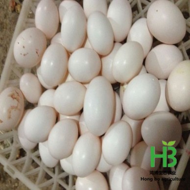 新鲜鸽子蛋的销售价格 出售新鲜的鸽子蛋 鸽子蛋的价格