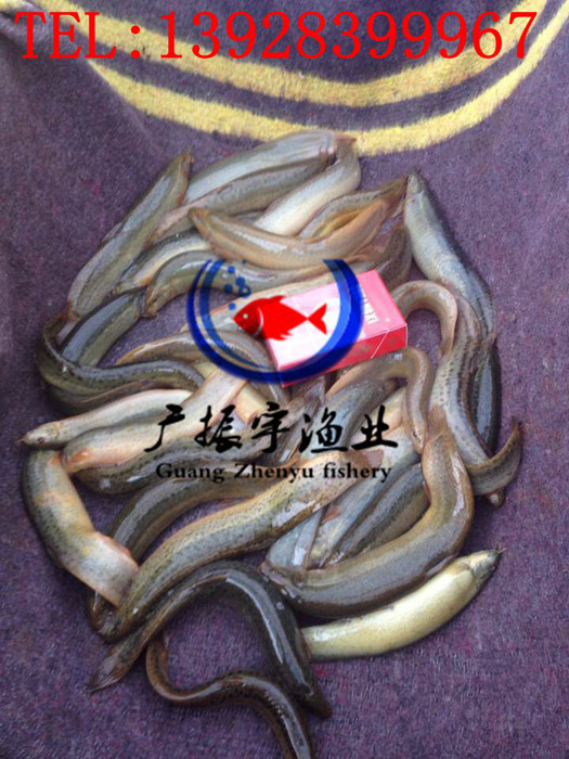 广振宇经营出售青鱼价格草鱼