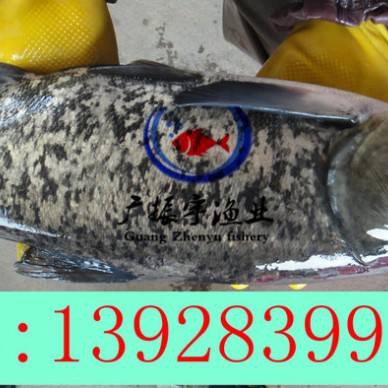 广振宇经营出售草鱼鱼苗草鱼价格叉尾鱼鱼苗批发