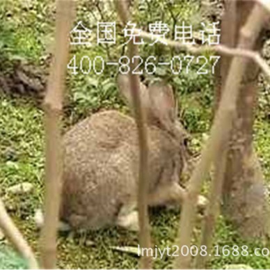 枣庄滕州养殖肉兔养殖基地现场考察