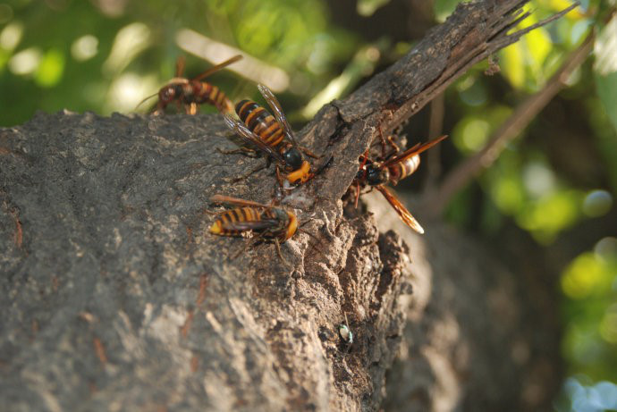 金昌马蜂蜂蛹_金昌胡蜂蜂蛹_金昌大黄蜂蜂蛹_  绿之美蜂业有限公司