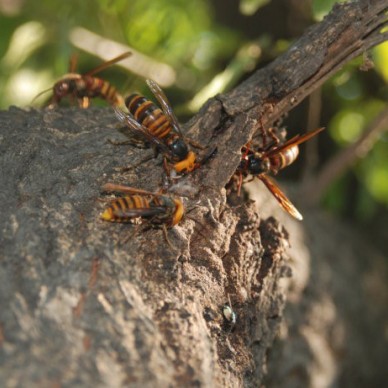 金昌马蜂蜂蛹_金昌胡蜂蜂蛹_金昌大黄蜂蜂蛹_  绿之美蜂业有限公司