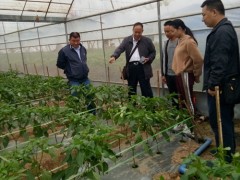 省结合举动整治任务组到勐遮镇展开整治食品平安结合举动“体验式”随机调研