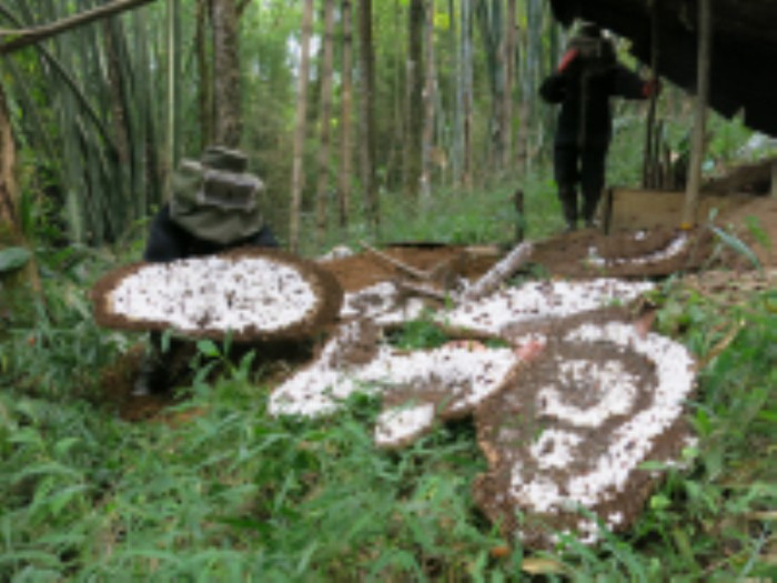 洛阳马蜂蜂蛹_洛阳胡蜂蜂蛹_洛阳大黄蜂蜂蛹_绿之美蜂业有限公司