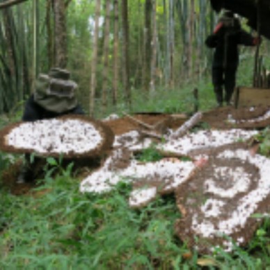 洛阳马蜂蜂蛹_洛阳胡蜂蜂蛹_洛阳大黄蜂蜂蛹_绿之美蜂业有限公司