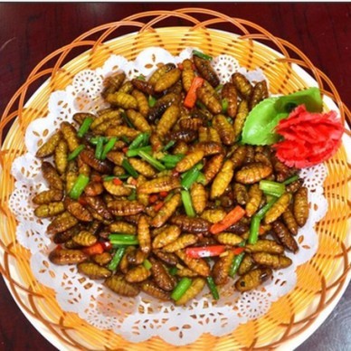 金华马蜂蜂蛹_金华胡蜂蜂蛹_金华大黄蜂蜂蛹_绿之美蜂业有限公司