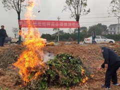 宜都市农业农村综合执法大队集中销毁一批违规调运柑桔苗木