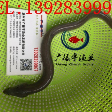 广振宇经营出售红罗非鱼苗金草鱼价格草鱼