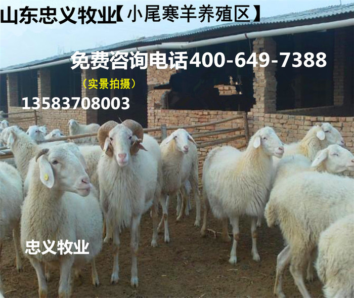 特价供应优质小尾寒羊 高产小尾寒羊种羊 小尾寒羊母羊 纯种小尾寒羊