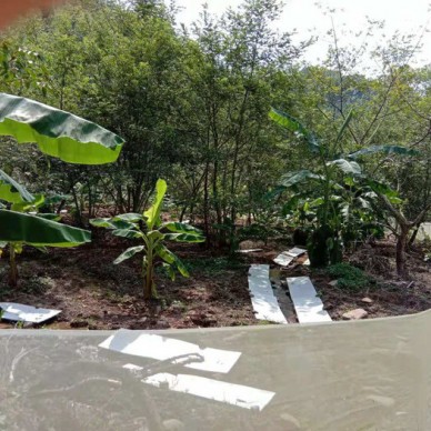 佳鑫石蛙 生态养殖厂家直销 小娃 种蛙