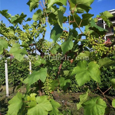 金华葡萄苗哪里买-善田苗木基地专业放心-红提葡萄苗哪里买