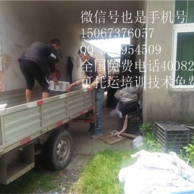 湛江霞山杂交野兔养殖基地兔肉批发销售