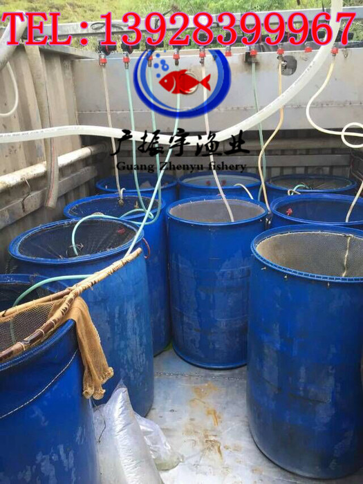 广振宇经营出售黑鱼鱼苗草鱼价格草鱼