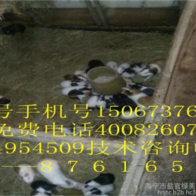 野兔养殖项目销售