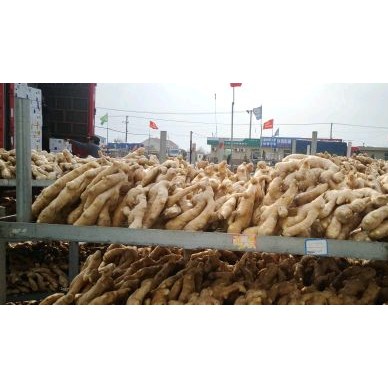 [供]常年供应生姜价格低产品质量高欢迎全国新老客实地洽谈