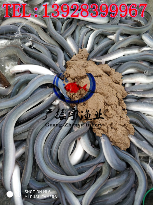 广振宇经营出售鳊鱼鱼苗批桂花鱼价格叉尾鱼鱼苗批发