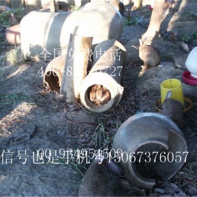 出售养殖野兔技术