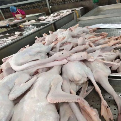 批发鹅翅  白条鹅基地 白条鹅批发 营养健康白条鹅 肉鹅