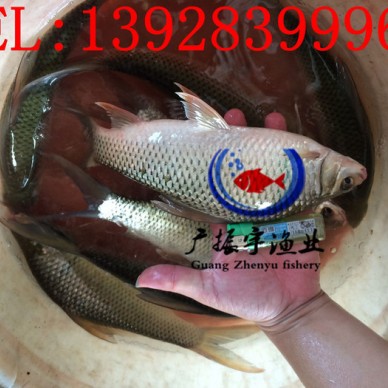 广振宇经营出售锦鲤鱼苗黑鱼价格草鱼