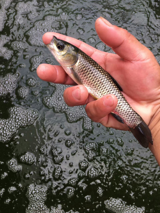 广振宇渔业 出售优质 草鱼鱼苗 白鲢 叉尾鱼 鲳鱼 大头鱼 各类鱼苗！!