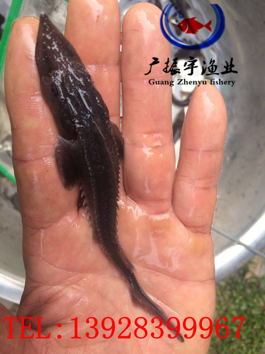 广振宇经营出售金草鱼鱼苗红罗非价格金草