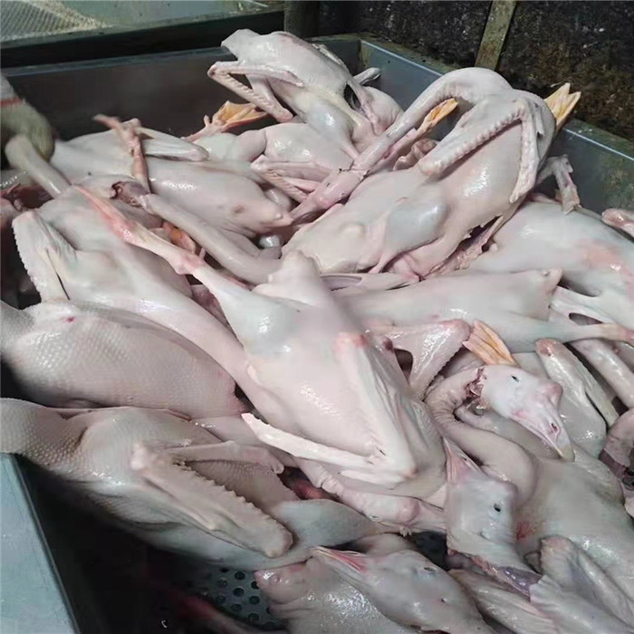 厂家直销白条鹅  优质白条鹅厂家 白条鹅基地 厂家直销 肉鹅