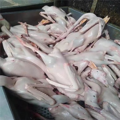 厂家直销白条鹅  优质白条鹅厂家 白条鹅基地 厂家直销 肉鹅