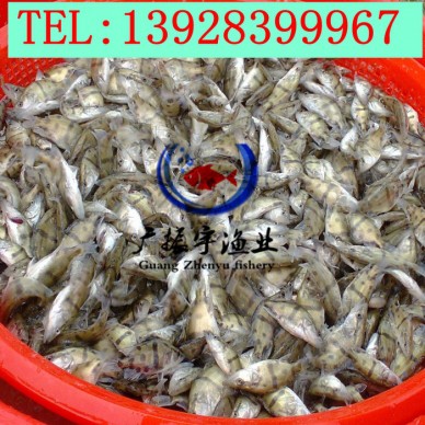 广振宇经营出售金鳙鱼鱼苗鲤鱼价格金鱼