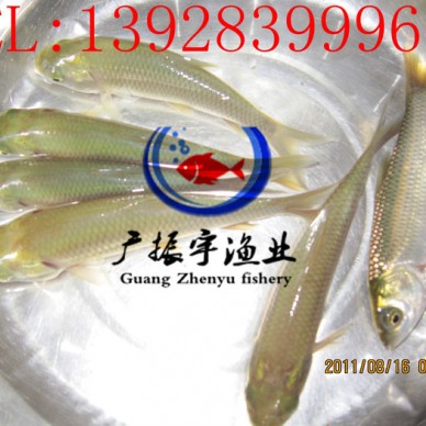 广振宇经营出售黄骨鱼鱼苗批发金草鱼价格锦鲤