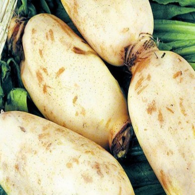 厂家供应【万福金】1.5-2.3米无渣、微甜、不涩似水果味泰国花奇莲